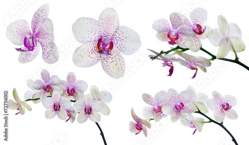 collection of isolated light orchid flowers in pink spots © Alexander Potapov