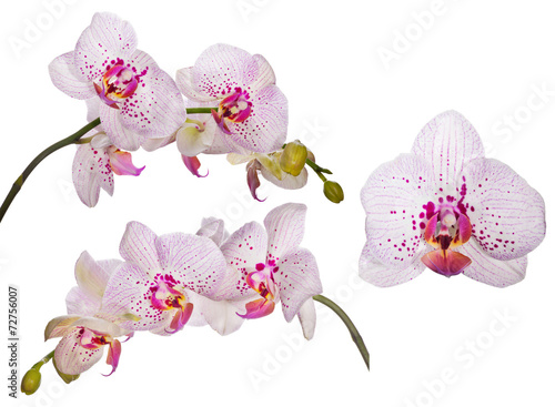 Fototapeta Naklejka Na Ścianę i Meble -  set of orchids with pink spots and lines