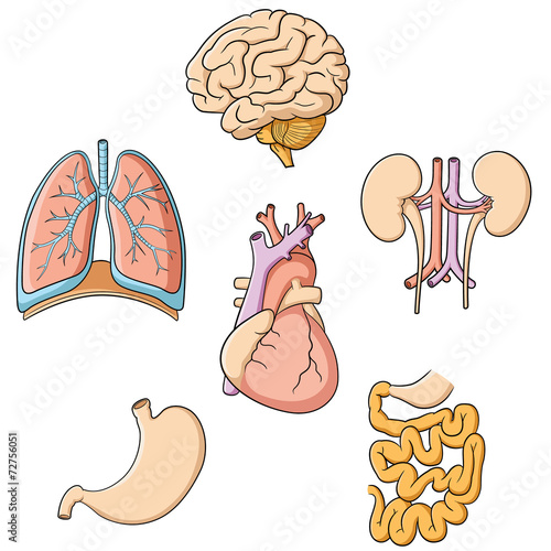 Brain Lungs Heart Kidney Stomach & Intestines
