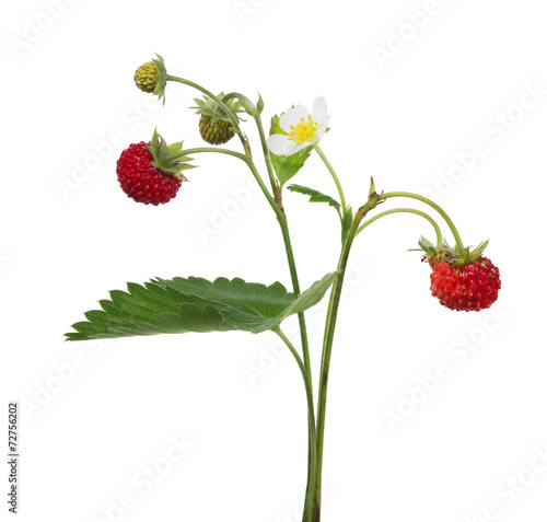 flower and berries on wild strawberry isolated branch