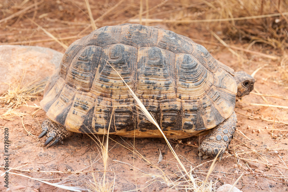 Obraz premium Turtle on the ground