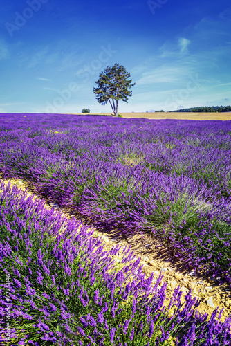 LAVENDER IN SOUTH OF FRANCE