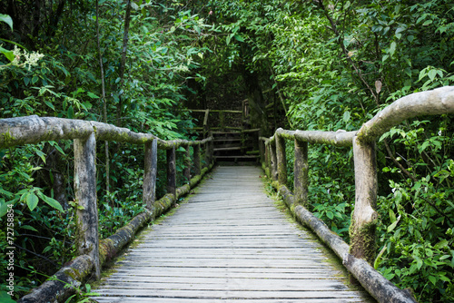 Wooden bridge in tropical rain forest.