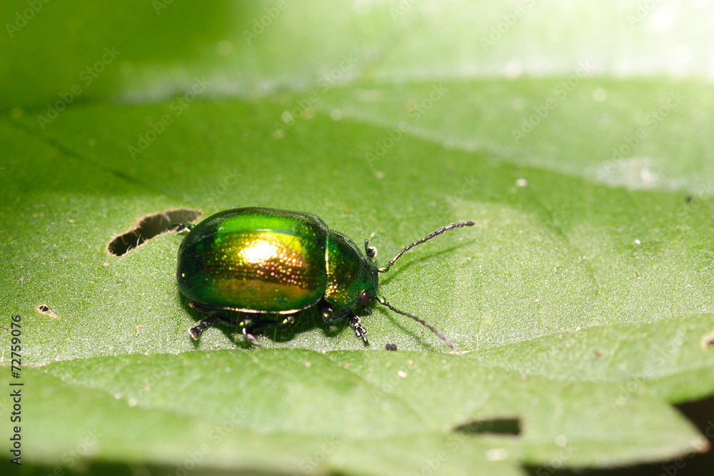 Fototapeta premium Chrysolina herbacea