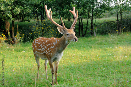 Deer. © Pavlo Burdyak