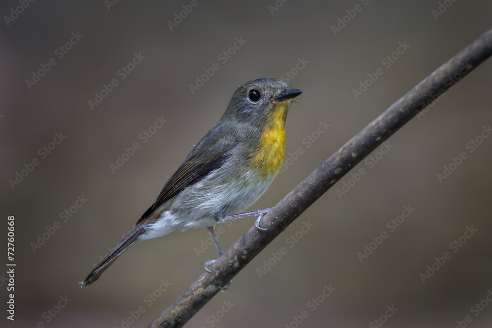 Obraz premium Portrait of Female Hill Blue Flycatcher (Cyornis banyumas)