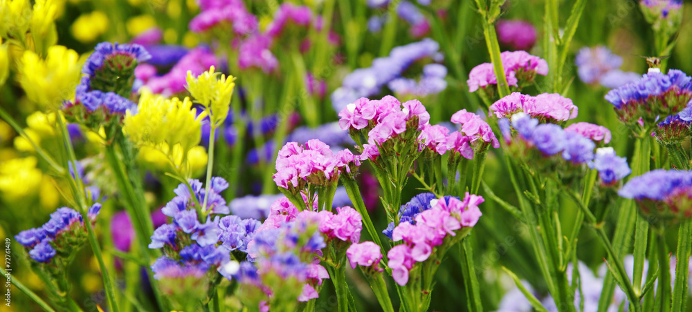 Fototapeta premium Blumenwiese