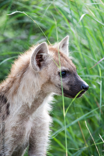 A wild baby Spotted Hyena standing next to its den