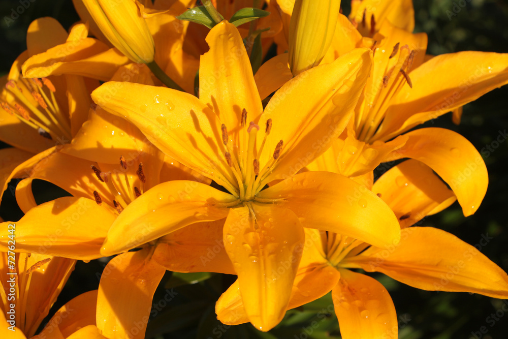 Obraz premium Orange lily