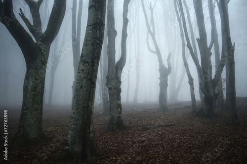 old twisted trees in a dark...