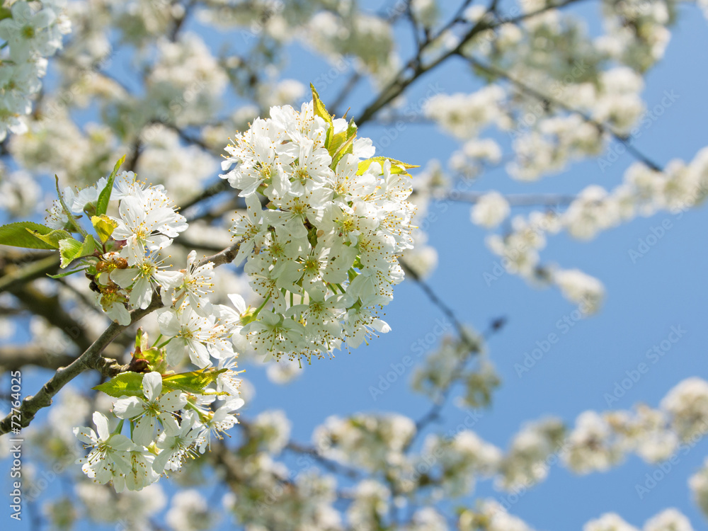 Fototapeta premium Kirschbaumblüten