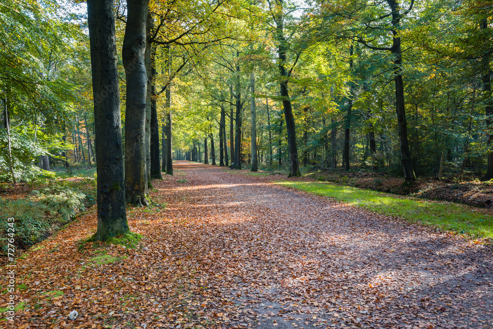 Long lane in a beech forest in autumn