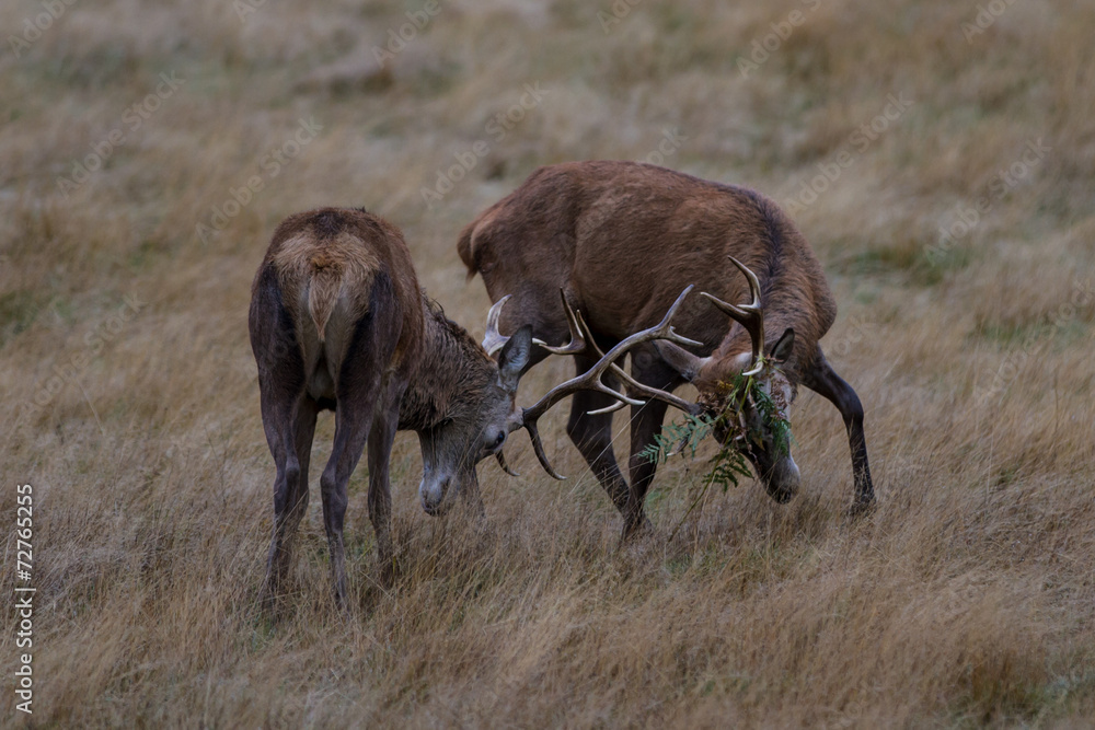 Fototapeta premium Two Red Deer Stags Fighting