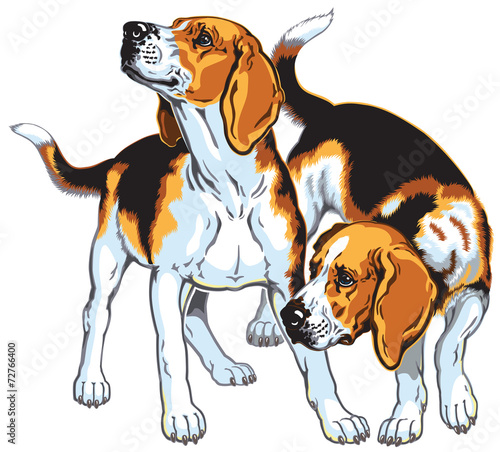two beagle hounds