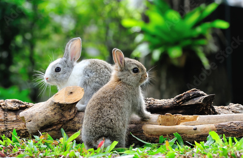 Fotografiet Two rabbits bunny in the garden