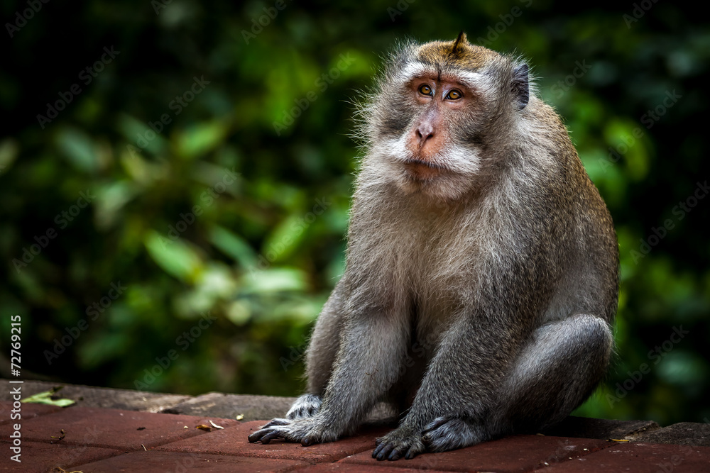 Naklejka premium Old monkey sitting