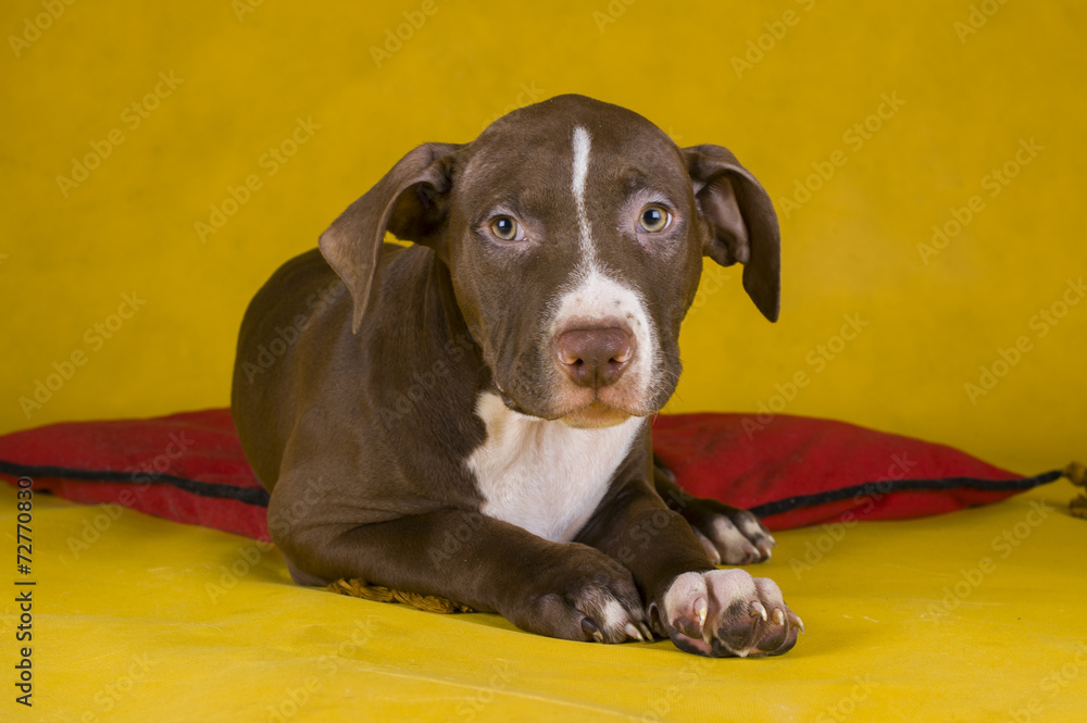 pit bull terrier puppy on yellow background