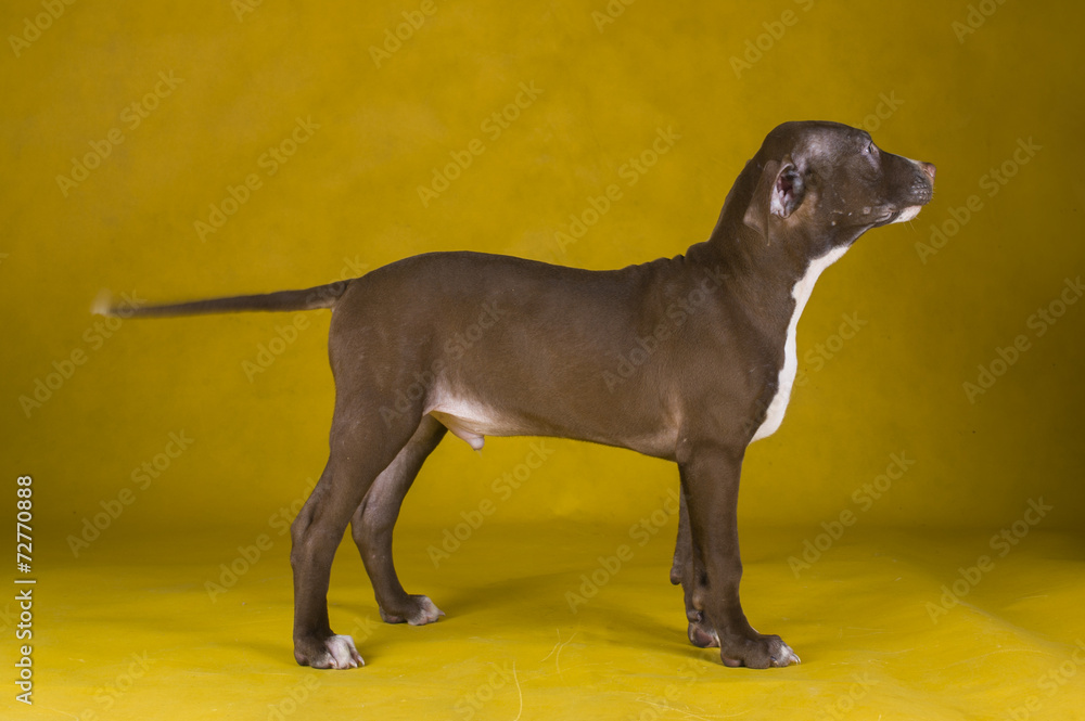 pit bull terrier puppy on yellow background pit bull terrier puppy on yellow background