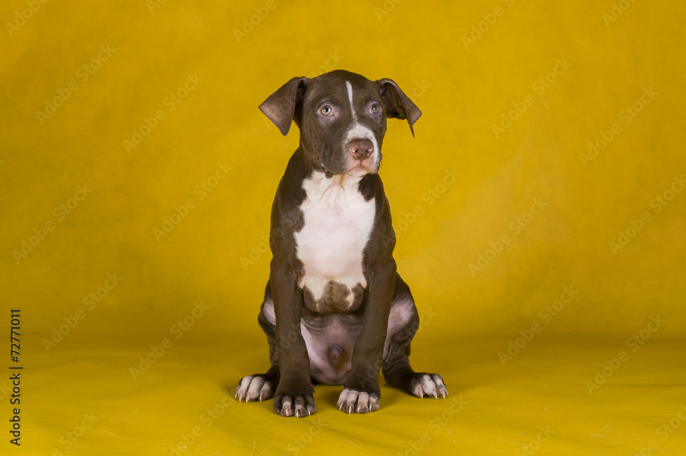 pit bull terrier puppy on yellow background pit bull terrier puppy on yellow background