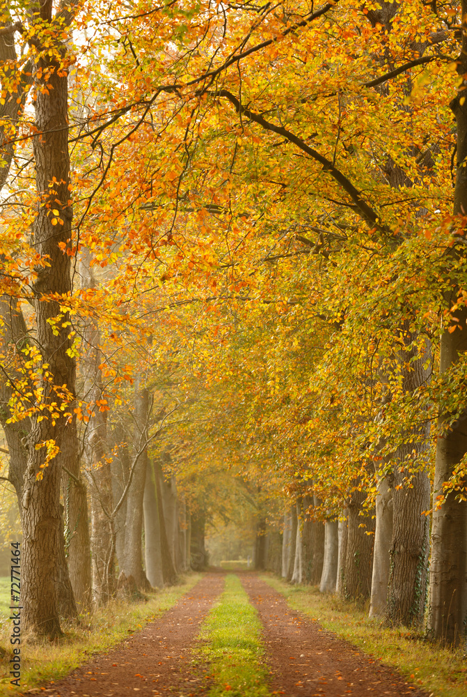 Autumn colors in a lane of trees.