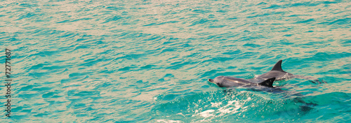 Australische Delphine