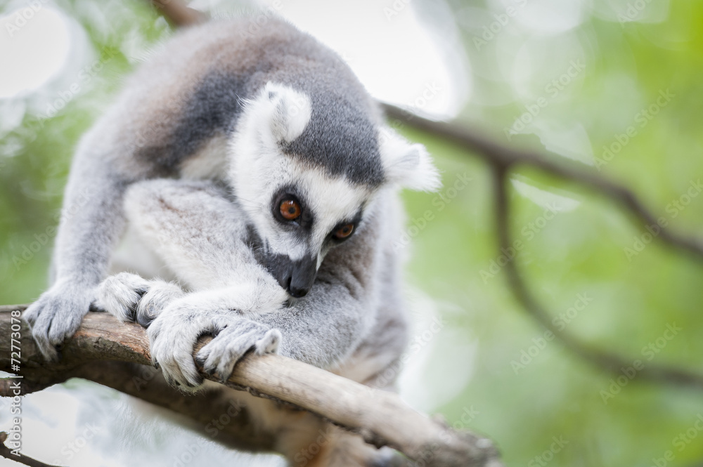 Fototapeta premium Lémurien maki catta