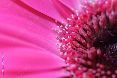 Colorful spring flowers and plants