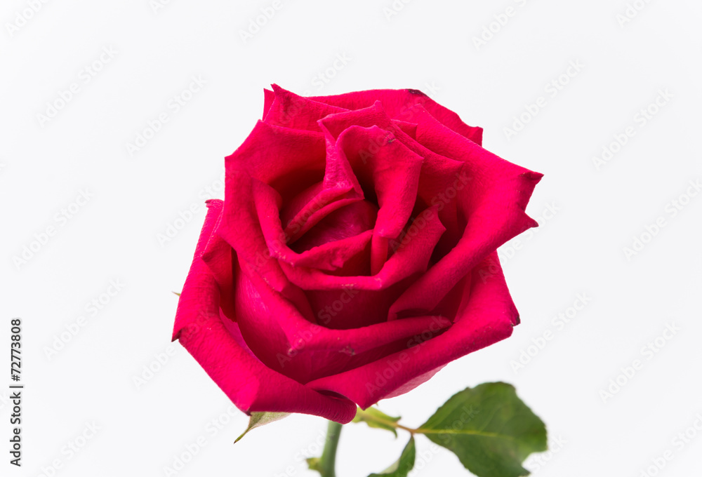 red rose red rose
