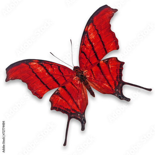 red butterfly photo