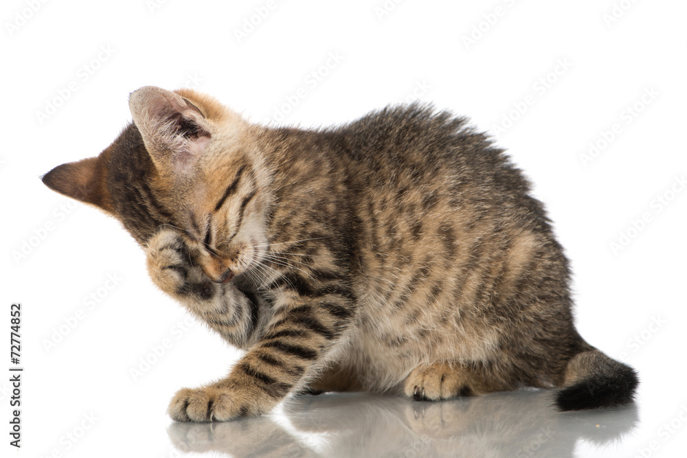 Obraz premium Katzenwäsche