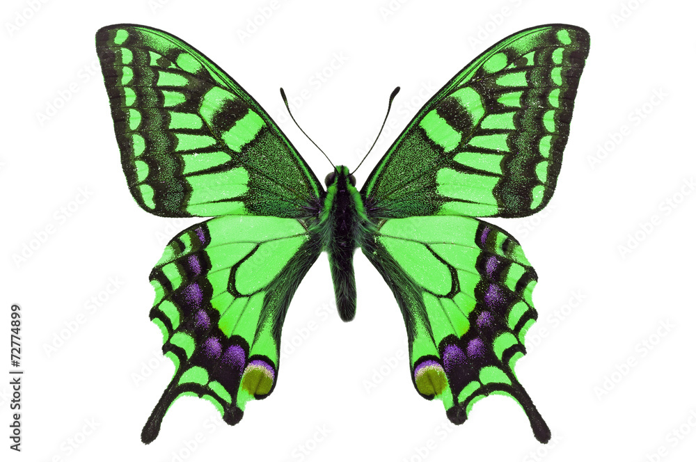 Naklejka premium green butterfly