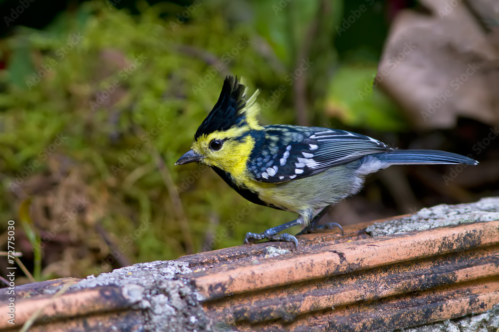 Obraz premium Colorful Yellow-cheeked Tit (Parus spilonotus) bird of Thailand