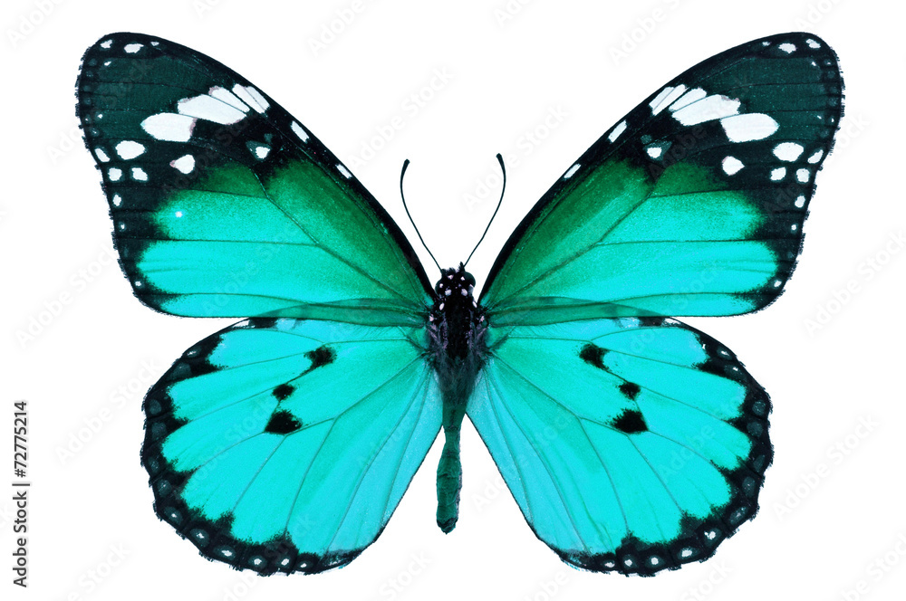 Obraz premium blue butterfly