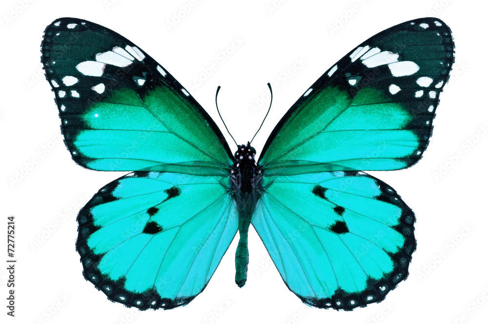 Obraz premium blue butterfly
