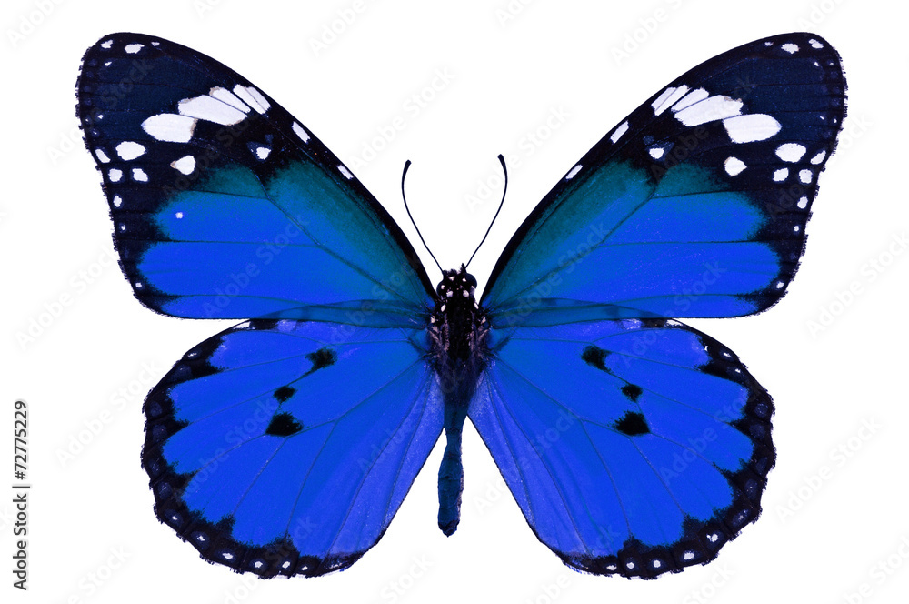 Obraz premium blue butterfly