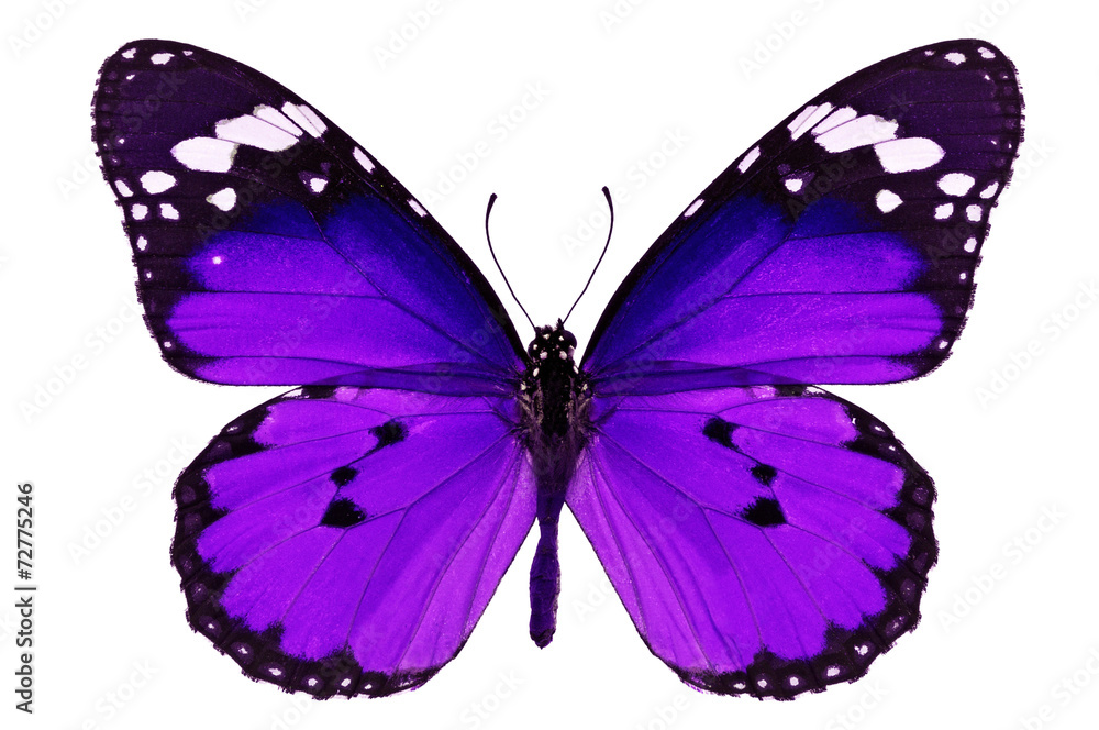 Fototapeta premium fioletowy motyl