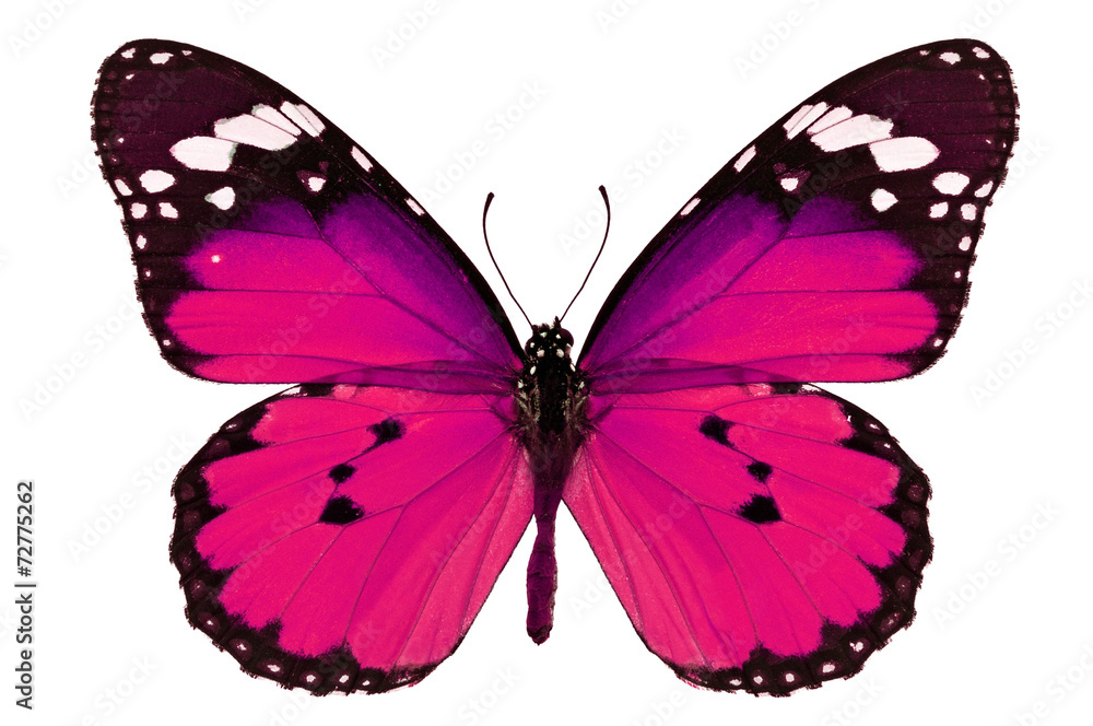 Fototapeta premium różowy motyl