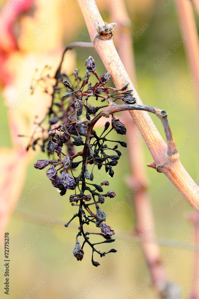Autunno uva