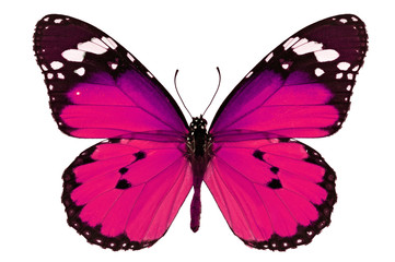 Poster Vlinder Roze vlinder delicate vleugels  © thawats