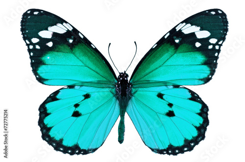 blue butterfly © thawats