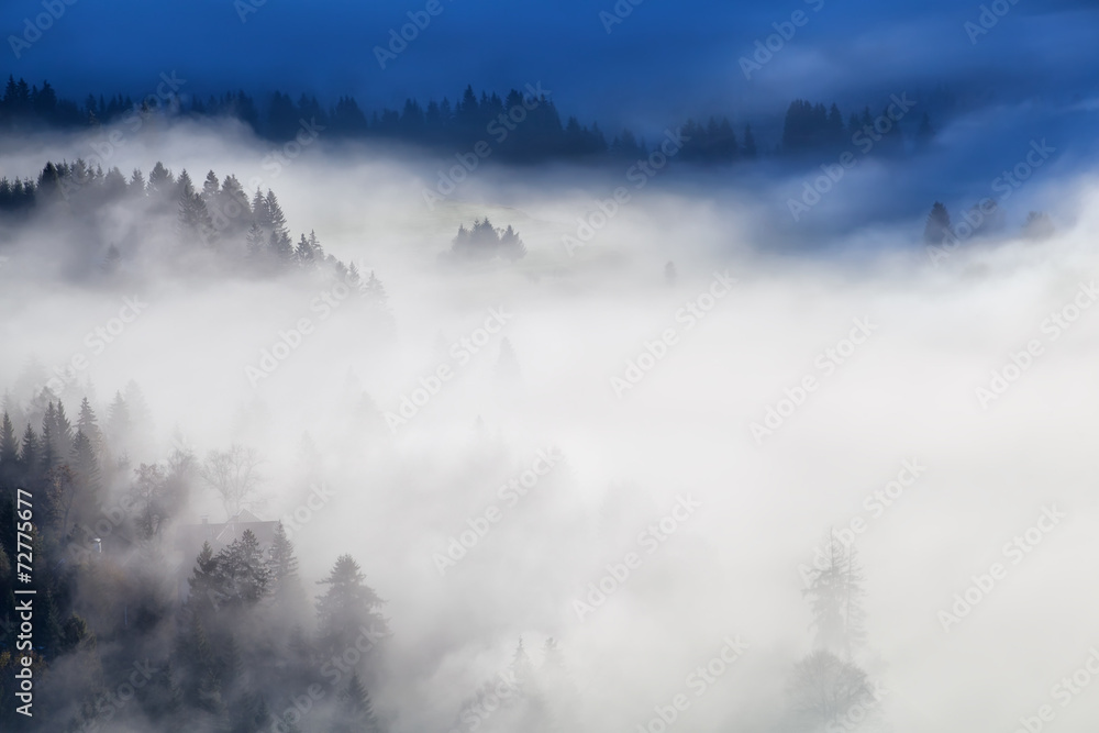 forests and meadows in dense morning fog forests and meadows in dense morning fog