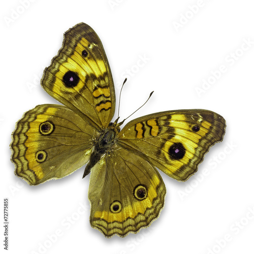 Yellow butterfly © thawats
