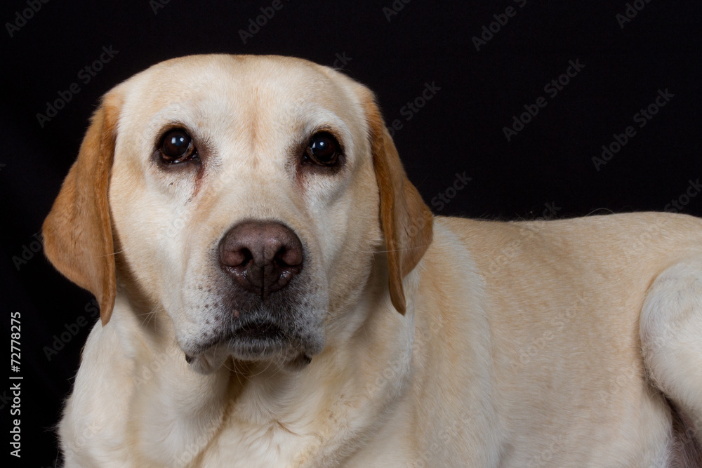 Labrador heureux