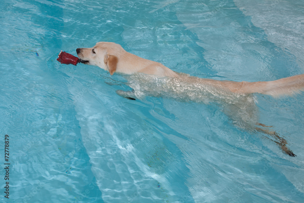 labrador dans l'eau d'une piscine