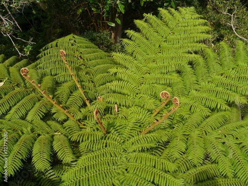 New shoots in a soft tree fern in Australia photo