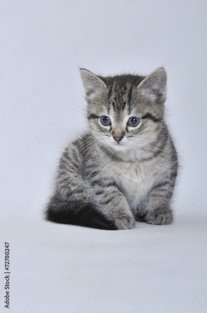 Obraz premium Tabby kitten