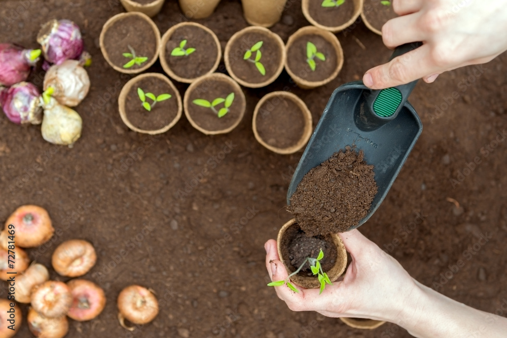 Planting tomatoes in Jiffy pots StockFoto Adobe Stock