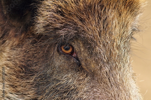 closeup of a wild boar