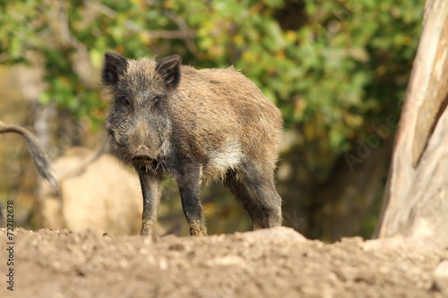 one wild boar © taviphoto