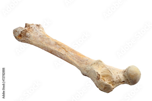 ursus spelaeus bone photo
